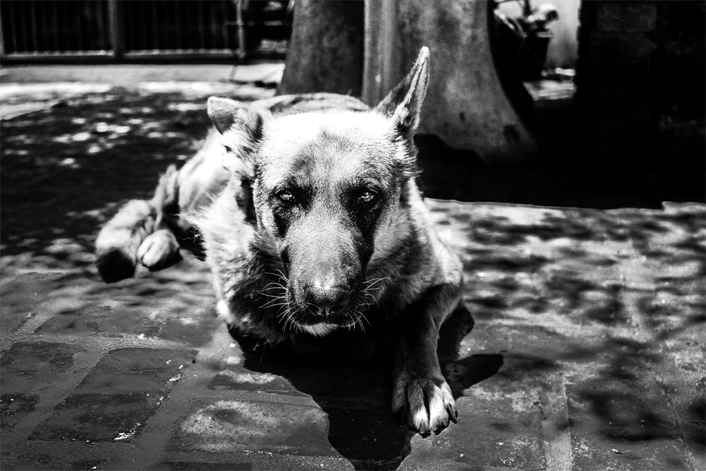 Diciembre 2016 : Vejez canina, Joaquin Videla